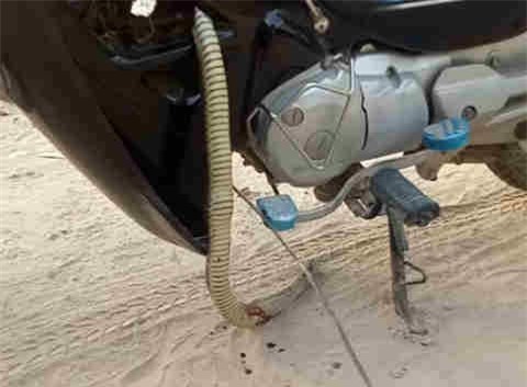 Clip: Móc con rắn dài gần 1 mét ra khỏi gầm xe máy Honda