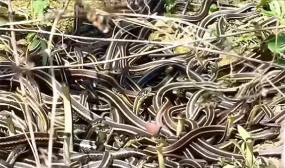 Clip: Dựng tóc gáy trước cảnh rắn nhung nhúc bò, chồng lên nhau