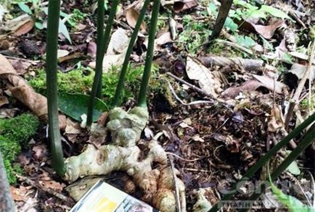 Nơi heo hút bỗng có nhiều 'đại gia' nhờ loài sâm quý