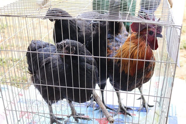 Sơn La: Gà đen, ngựa trắng, sa nhân tím, cá trắm "khủng" xuống phố