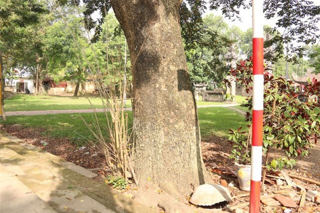 Công an xã lập chốt bảo vệ 3 cây sưa trăm tuổi ở Hà Nội