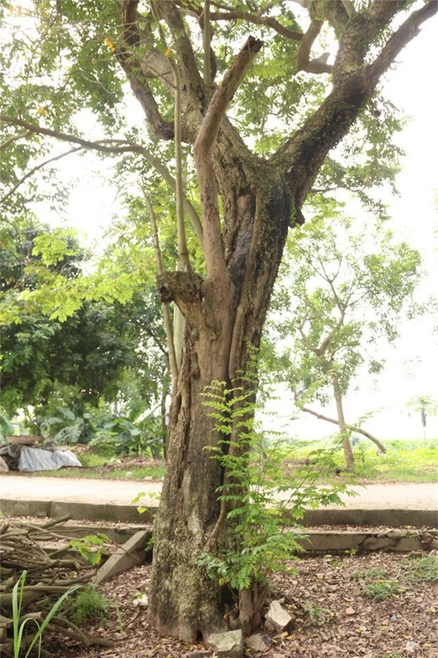  Cây sưa thứ 2 cũng nằm gần đường bê tông trong làng, theo tổ trưởng tổ bảo vệ khu vực di tích đình Quán Giá, một nhánh của cây sưa này đã bị kẻ trộm cưa mất trong một đêm mưa gió. 