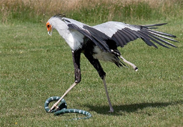 Loài chim 'võ sĩ' tên thư ký, thích ăn rắn độc cực dị