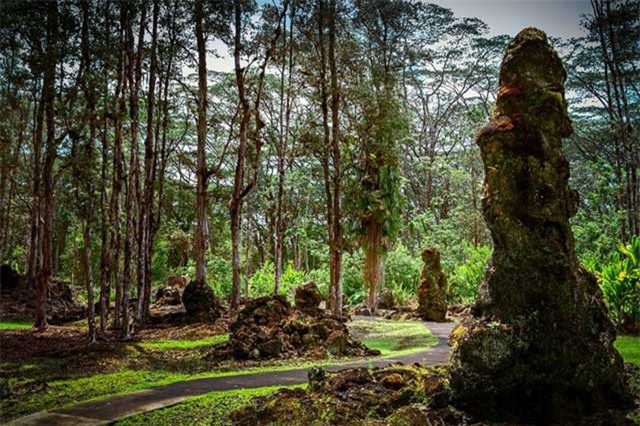 Bí ẩn khó tin về rừng cây nham thạch độc nhất hành tinh