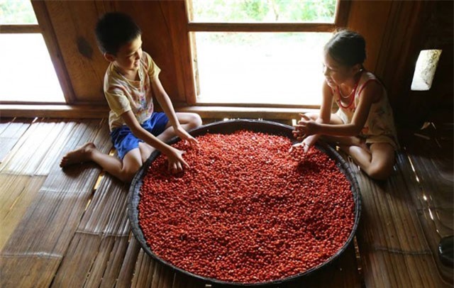 'Thủ phủ' trồng đặc sản dổi đổi vàng 9999 xứ Mường vào mùa thu hoạch