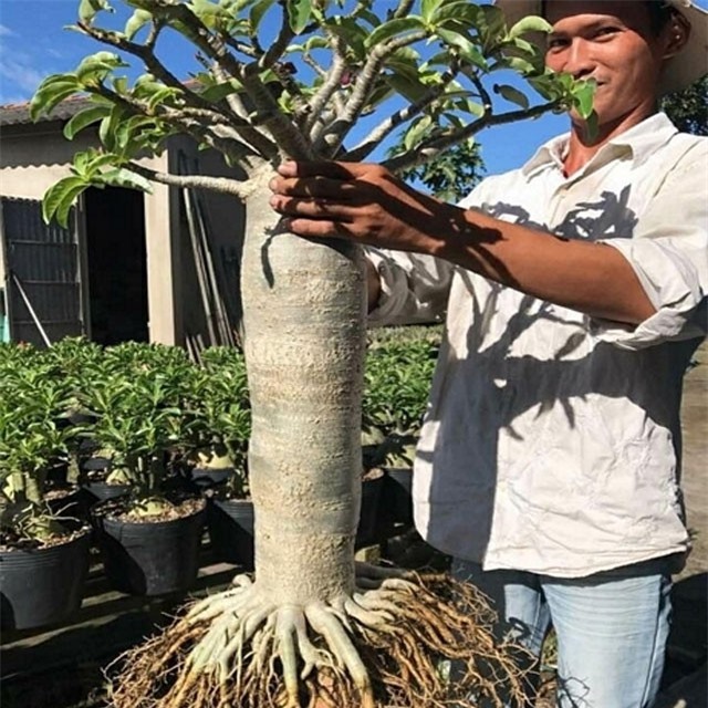 Trai 9x kiếm bộn tiền nhờ trồng cây sứ "chân dài tới nách"