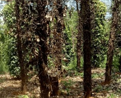 Đắk Nông: Mời chuyên gia “cứu” hồ tiêu