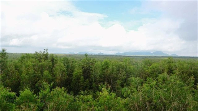 Toàn cảnh rừng tràm từ tầm nhìn trên đỉnh đài quan sát