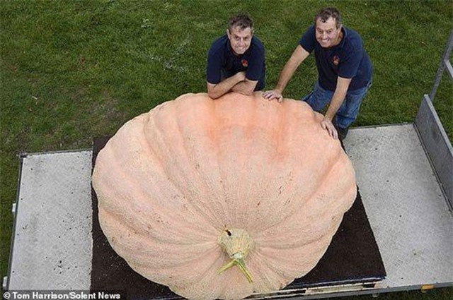 Cận cảnh quả bí ngô nặng 1103 kg 