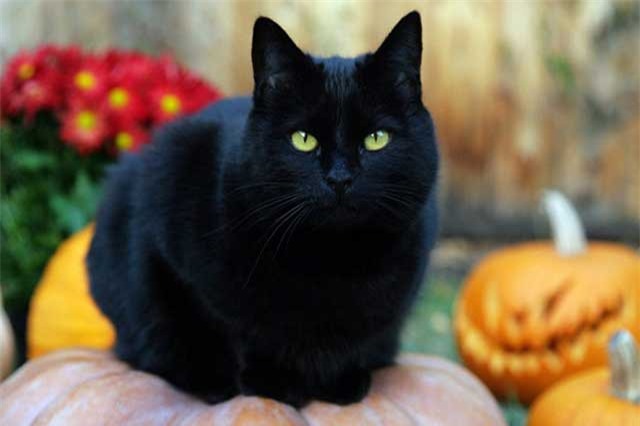 Bốn truyền thuyết muôn đời bí ẩn về Halloween