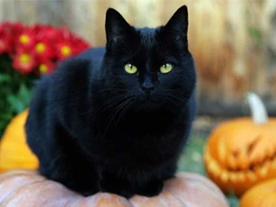 Bốn truyền thuyết muôn đời bí ẩn về Halloween