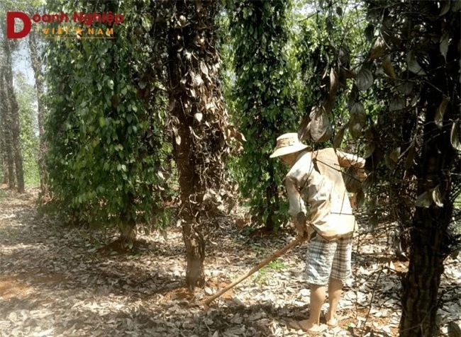 -	Ngành nông nghiệp tỉnh Đắk Nông sẽ mời các chuyên gia đầu ngành, nghiên cứu, phân tích, đánh giá, tìm cách “cứu” cây hồ tiêu (Ảnh: TA)