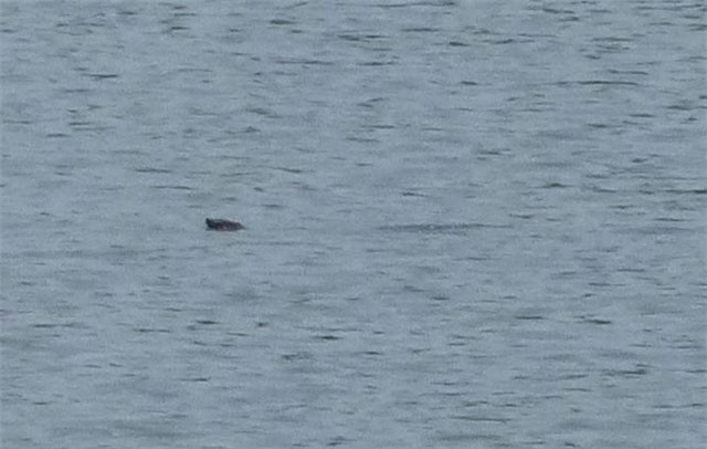 Kiến nghị di chuyển rùa Hoàn Kiếm đến nơi an toàn hơn