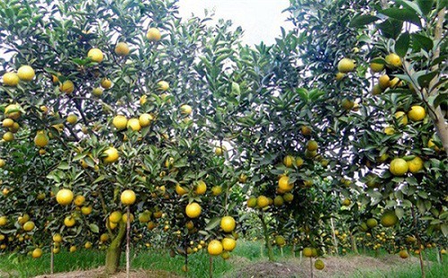 Làm sao để giảm việc “giải cứu” nông sản?