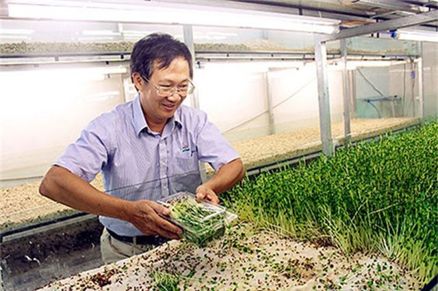 Mô hình mới lạ trồng rau mầm trên san hô