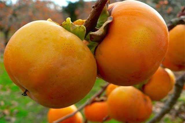 Vì sao phải cẩn thận khi ăn trái hồng giòn?