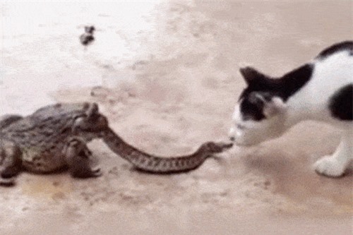 Clip: Rắn 1 mình đương đầu với mèo và ếch