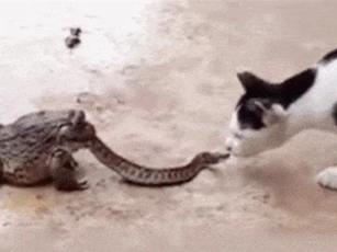 Clip: Rắn 1 mình đương đầu với mèo và ếch