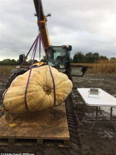 Hòa chung vào không khí lễ hội Halloween, mới đây một cặp anh em sinh đôi người Anh đã quyết định thu hoạch một trái bí ngô khổng lồ nặng tới 2431 pounds (khoảng 1103kg).