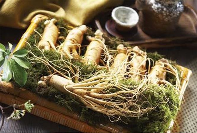 9 nhóm người dưới đây nếu dùng nhân sâm có thể rước họa vào thân