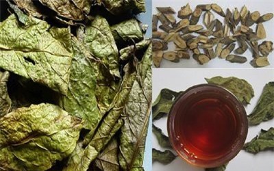 Công dụng chữa bệnh thần kỳ từ cây xạ đen