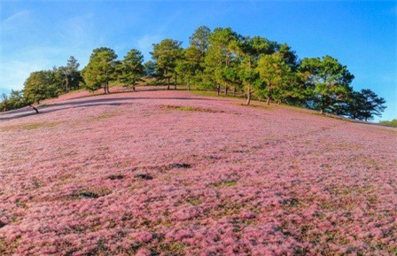 Lâm Đồng: Tham quan miễn phí tại Mùa hội Cỏ hồng 2018