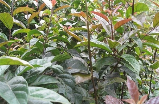 Phần làm dược liệu của xạ đen chủ yếu là thân, cành, lá. Phần làm dược liệu của xạ đen chủ yếu là thân, cành, lá.