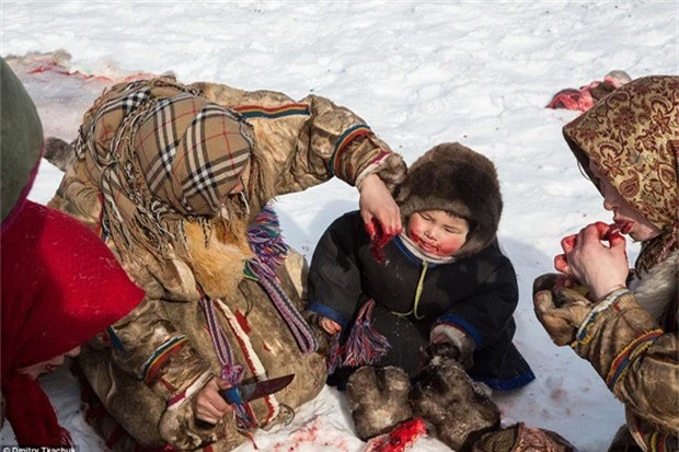 Từ hàng ngàn năm qua, người dân bộ tộc Nenets vẫn giữ thói quen ăn thịt sống và uống tiết tươi của tuần lộc