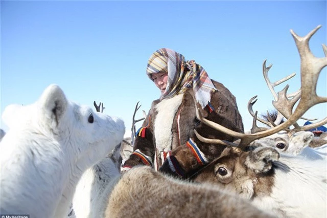 Chăn nuôi, chăm sóc đàn tuần lộc là công việc gắn bó từ nhiều đời nay của người dân Nenets