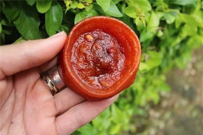 Dân Hà Nội sốt hồng sấy dẻo: Hàng Tàu tràn về, lại ăn thêm 1 cú lừa