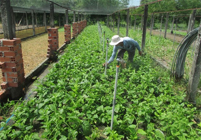 Nông dân thu 20 triệu đồng mỗi tháng nhờ bỏ lúa trồng rau