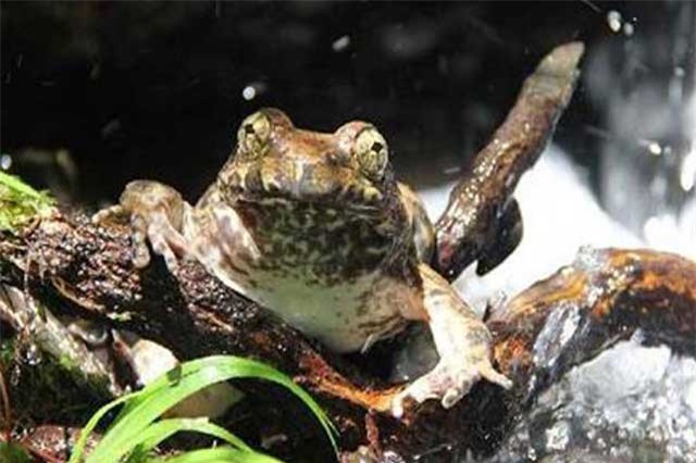 Bỏ lợn nuôi loài "nhan nhản" ở Việt Nam, lãi ròng hơn nửa triệu/kg