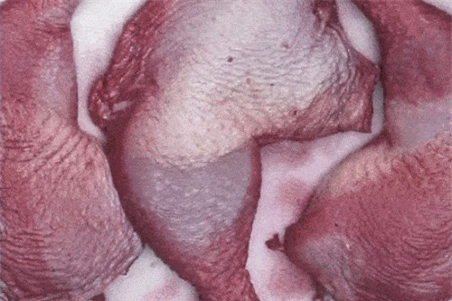 Clip: Gây ấn tượng cho bữa tiệc cuối tuần với món đùi gà nấu rượu vang đỏ cầu kỳ