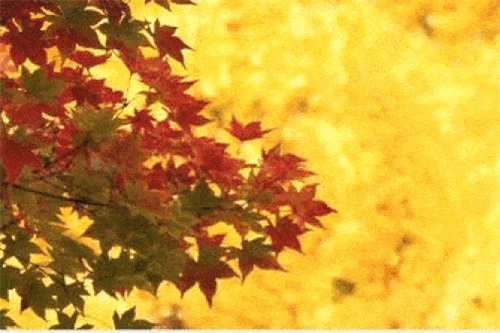 Clip: Lặng người ngắm 'mùa vàng' ở đại lộ Ngân Hạnh đẹp nhất Nhật Bản