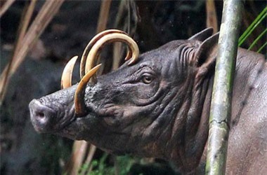 10 con vật có ngoại hình kỳ dị mà ít người biết tới