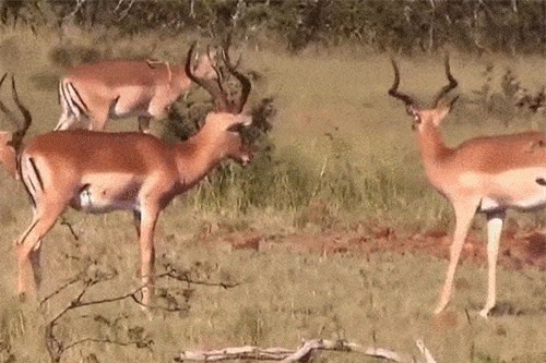 Clip: Màn rượt đuổi căng thẳng giữa báo và linh dương