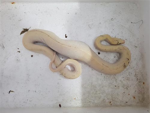 Bắt được trăn bạch tạng cực hiếm dài hơn 1m ở Cà Mau