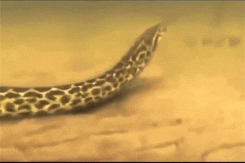 Clip: 'Rùng mình' chứng kiến cảnh trăn nuốt trọn cá sấu