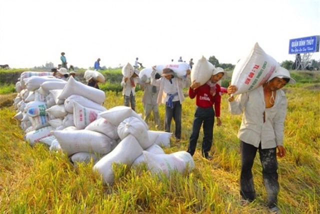 Truy nã đối tượng lừa bán lúa