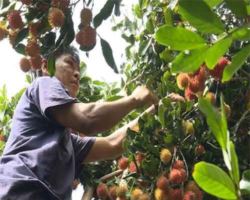 Trồng chôm chôm nghịch mùa, nông dân phấn khởi vì giá cao