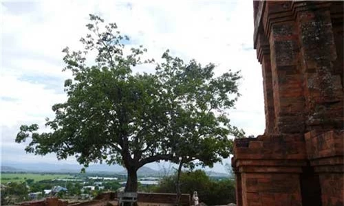 Cây trôm tạiTháp Poklong Garai.