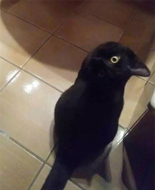 Bức ảnh khiến dân mạng tranh cãi mà đến cả Google cũng bị đánh lừa