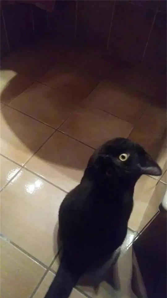 Bức ảnh “con quạ đen” khiến nhiều dân mạng tranh cãi