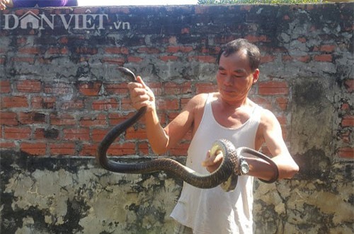 Ông Đinh Văn Nhung đang kiểm tra tốc độ sinh trưởng của đàn rắn nhà mình. Ông Đinh Văn Nhung đang kiểm tra tốc độ sinh trưởng của đàn rắn nhà mình.