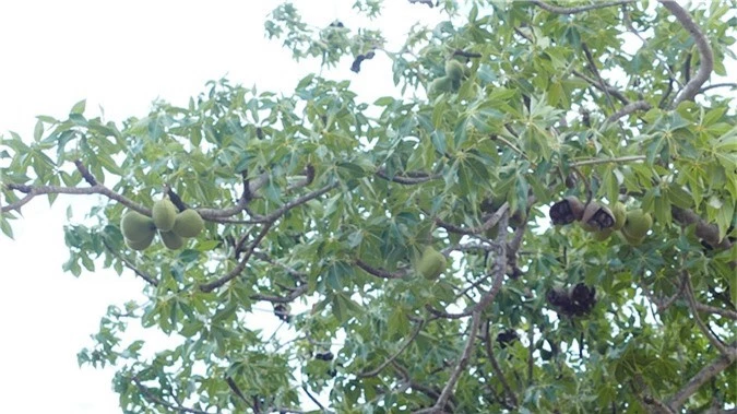 loai cay ra qua la o xu so thap cham huyen bi hinh anh 2