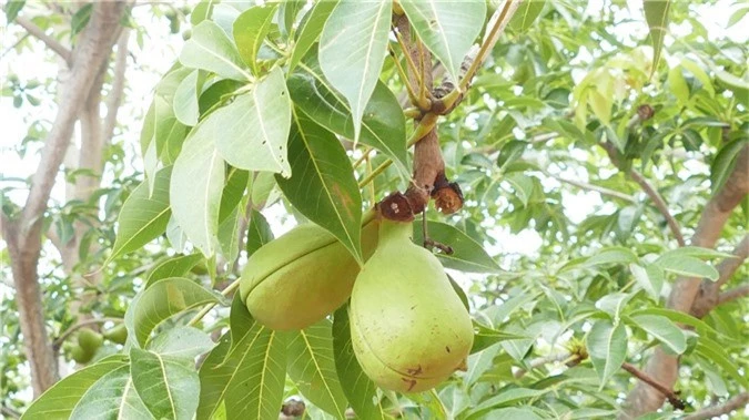 loai cay ra qua la o xu so thap cham huyen bi hinh anh 3