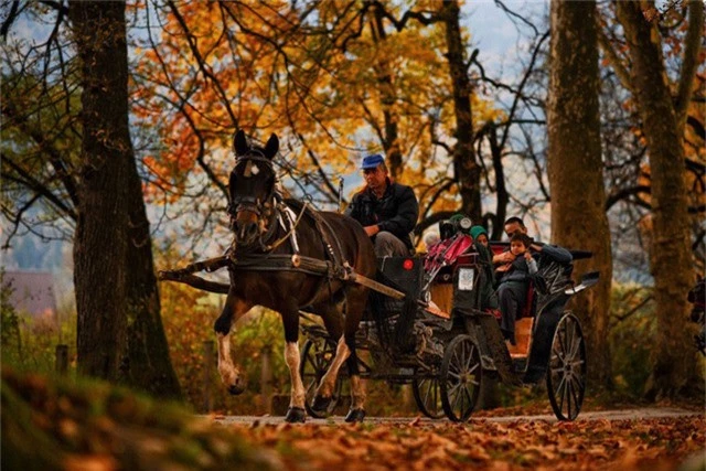 Du khách đi trên cỗ xe ngựa vượt qua khu rừng với lá thu đã chuyển màu trong công viên Vrelo Bosne tại Sarajevo thuộc Bosnia và Herzegovina.