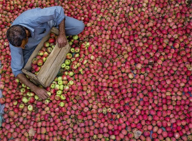 Mùa thu tới cũng là lúc táo vào vụ. Những người nông dân đang thu hoạch táo ở vùng Tral thuộc phía nam thành phố Srinagar, Ấn Độ.