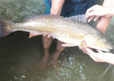 Clip: Ngư dân Đà Nẵng bắt được cá sủ vàng?