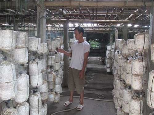 Kinh nghiệm trồng nấm ăn, nấm dược liệu của một thương binh